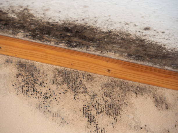 Best HVAC Mold Inspection and Cleaning  in Chena Ridge, AK