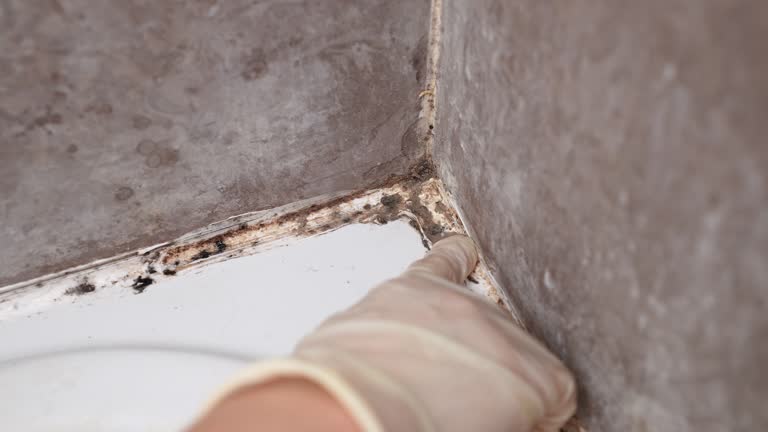 Best Commercial Mold Inspection  in Chena Ridge, AK